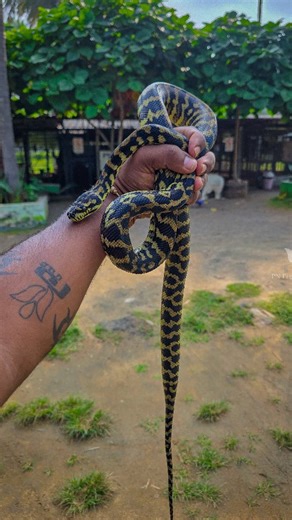 PN Farm House on Instagram: "Welcome Jungle Carpet Python to PN Pet's Educative Hub! 🖤🐍💛 They are called carpet pythons because they exhibit a dazzling array of patterns and colors that mimic the beautiful woven carpets found in the Middle East. Collectively they are considered a hardy, medium size python who thrive with keepers who prioritize reptile health & wellness. Selective breeding of carpet pythons has recently exploded with new “morphs” such as granite, caramel, jaguar and zebra carp