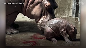 Fiona the Hippo Is a Big Sister! Cincinnati Zoo Star's Mom Bibi Gives Birth to Second Baby