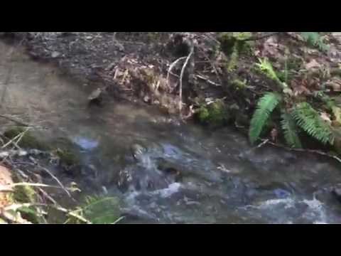 Babbling brook song!