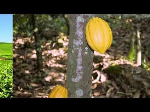 10 PROBLEMS FACING PLANTATION AGRICULTURE IN GHANA