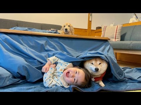 1歳児からお願いをされて一緒にこたつに入ることを受け入れる豆柴
