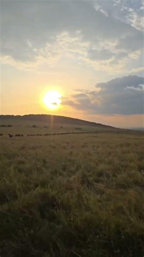 Morning at Masai Mara National reserve during the great migration