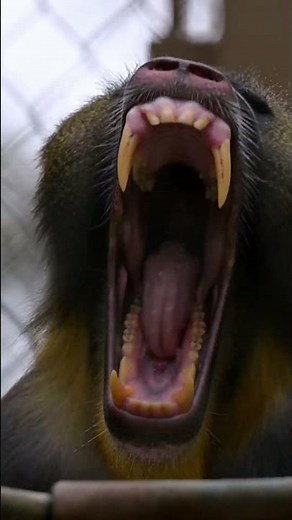 Mandrills at the L.A. Zoo!