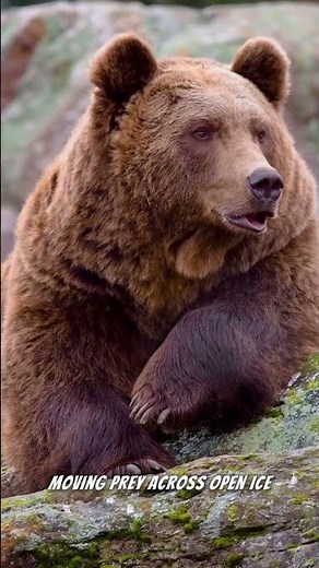 The Only Bear That Sees Humans as Prey 😳🐻‍❄️#polarbear #bearfacts #natureshorts