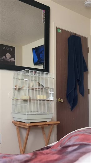 Canarios Timbrados Clásicos: La Belleza del Canto