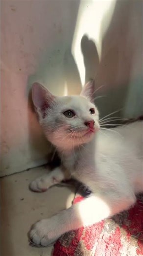 Fight cat😽😸#funnycats #prettycat #viral