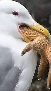 20 Scary Incidents Of Animals Suddenly Attacking Humans In Dangerous Ways Captured On Camera 🐄vs🤴 | Best Video