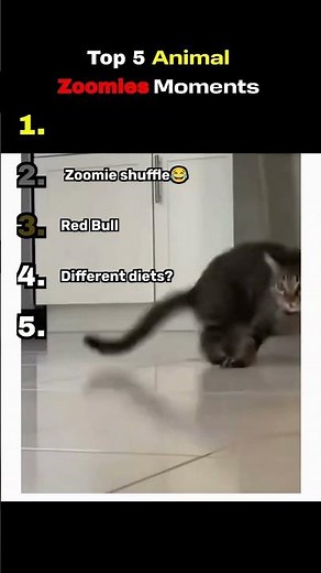 Top 5 Animal Zoomies Moments #zoomies #animals