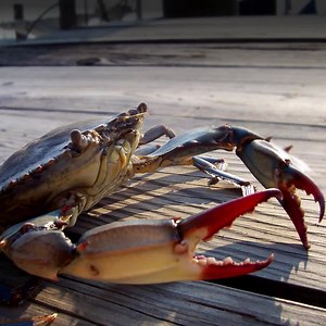 826 reactions · 133 shares | The blue crab population in Chesapeake Bay has recently plummeted to historically low levels and urgent action is needed. With your steadfast support, we can protect this iconic species and thousands of other animals who call the Bay home. Become a monthly donor today and we’ll send you an exclusive Chesapeake Bay Foundation Bluetooth speaker! | Chesapeake Bay Foundation | Facebook