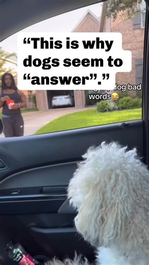 Dogs have zero speech ability. When it sounds like your dog is “talking,” they aren’t using language — they’re mirroring your tone, pitch, and emotional energy. Dogs don’t form words, sentences, or meanings the way humans do. What they do exceptionally well is read patterns. If you laugh, raise your voice, or react excitedly, your dog learns that making certain sounds gets attention. Over time, those noises sound intentional — but they’re simply conditioned vocalizations, not communication throu