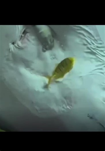 Scuba Attempts to Save Fish Gone Wrong