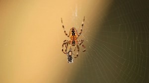 Spider with its prey - Free Stock Video