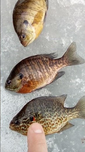 Difference between Bluegill and Pumpkinseed Sunfish ‪@thefrugalhousewife2020‬ #ice fishing #sunfish
