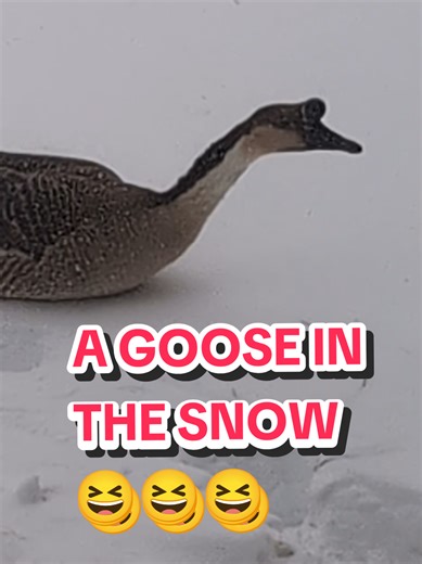 The Adorable and Hilarious World of Geese