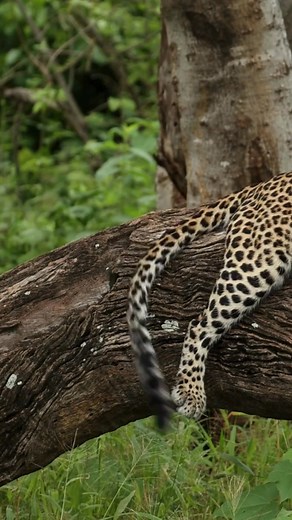 Leopard cub turns mom’s tail into a plaything. In Serengeti or Ruaha trees, watch the tiny spotted menace pounce while mama chills like a queen. These are the heart-exploding scenes we freeze for on early drives. #HuntingSkills #wildlifeplanet #motheranddaughter #motherhood | Porcupine Tours