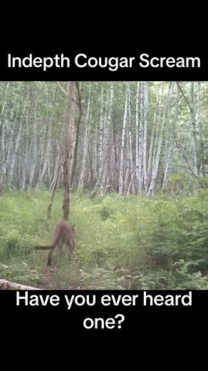 If you hunt, you’ve definitely heard this #fyp #hunting #viral #cougar #screaming #scary #nature #dangerous