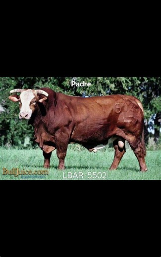 Se Fue el Beefmaster 15-22 de 4 años, hijo de la Leye LBar-5502 y Nieto JR Bear, campeón del Mundo.