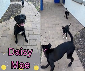 Morning playtime with Daisy Mae💕🐾 She seems to do well with taking cues from other dogs. Daisy Mae is around 28lbs, 8 months old, and came to us from Pima County. We are unsure of her breed, but she seems like she could have some boxer in there somewhere. She is currently planned to be available for adoption on Saturday May 6th. Keep watching for updates! If you have any questions, please email our adoption team at followyourheartfoundation@gmail.com You can also click on the hashtag below to 