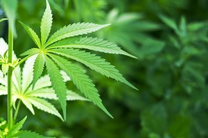 NH House Approves Bill To Legalize Marijuana Possession
