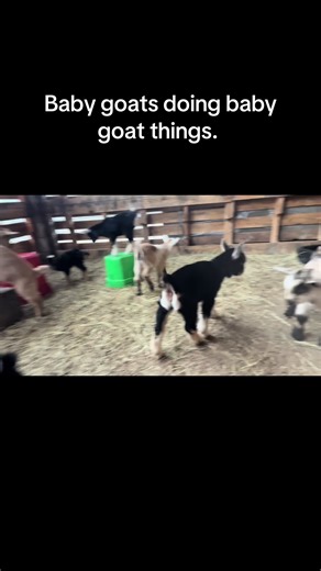 Never get tired of watching these cuties. #animalsoftiktok #farmlife #goatsoftiktok #babygoats
