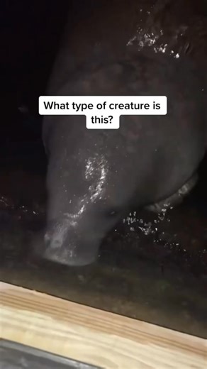 Down bad ain’t even the word #fyp#manatee#history | Casual Geographic