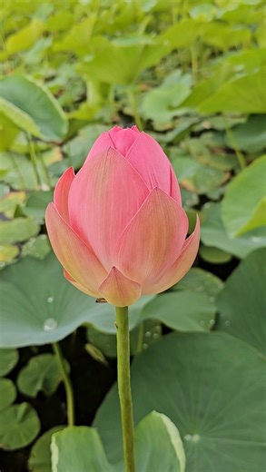 Flower, Lotus, Blossom. Free Stock Video