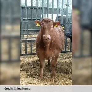 19K views · 259 reactions | Snow tends to make us all go a bit crazy 浪 Keep your videos coming guys! | Farmers Weekly | Facebook