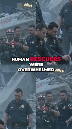 9/11 Heroes: The Untold Story of Search and Rescue Dogs