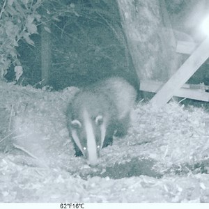 3.4K views · 724 reactions | Our beautiful class of 2020 have dug their own sett. The first stage in their journey back to wild. Daphanie, Scrappy, Thelma, Harry and Vinnie are growing up x | Save Me Trust | Facebook