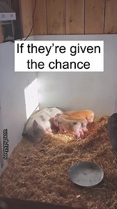 53K views · 3.7K reactions | Animal mothers show remarkable care and...