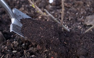 How To Mulch Your Roses