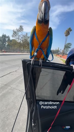 2.1M views · 39K reactions | Macaw Takes Off from Car Door and Lands Right Back! 列✨ #macaw #parrot #bird #fly #freefly GPS ON. HARNESS OFF! Go fly Hopie! #fly #birds #macaws #parrots #hyacinthmacaw #hyacinths #bird #animal #freefly | Carolin von Petzholdt | Facebook