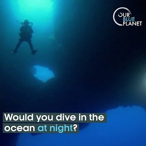 204K views · 3K reactions | What's your favourite ocean memory? #OurBluePlanet | BBC Earth | Facebook