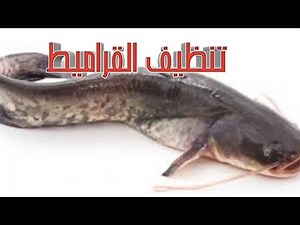 تنظيف وشراء السمك القرميط