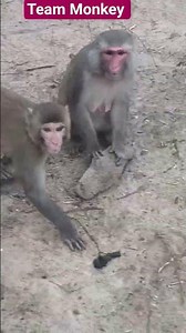 #monkey #talkingnature #animalkingdom #naturesvoice #animalspecies #wildlife #nature#animals