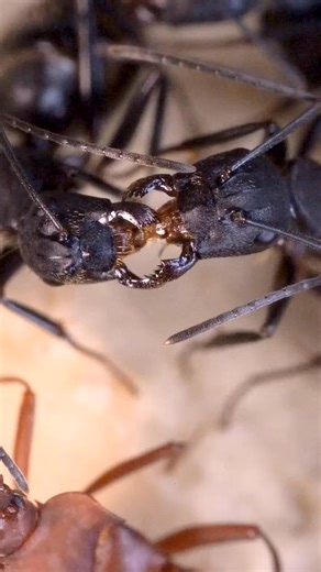 Beetles living in an ant nest_ _ants _insects #short #animals #LikeFollowShare | Untamed World | Facebook