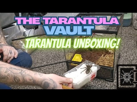 Unboxing a Stunning Brazilian Black Tarantula | Lee from The Tarantula Vault