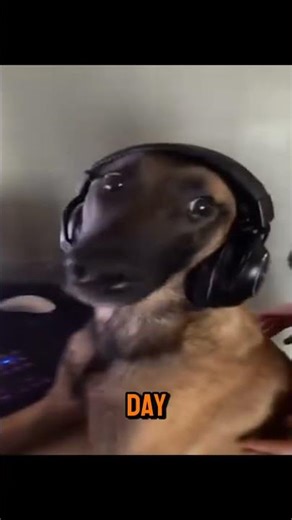 This dog got caught using the computer.but watch how he reacts.#dog #funnydog #dogvideo