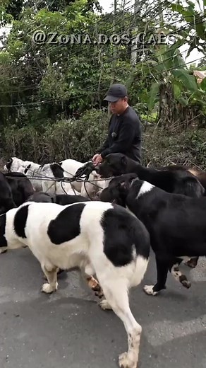 Alabai vs Rottweiler: Comparing Two Strong Breeds