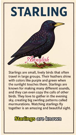 80K views · 1.5K reactions | Starling bird #starlingbird | AI English | Facebook