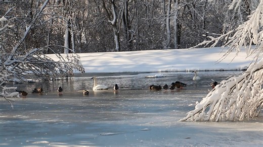Walking in a winter wonderland, zoo edition ❄ | Blank Park Zoo