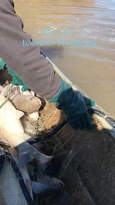 793K views · 4K reactions | Paddlefish are large shark-like fish with...