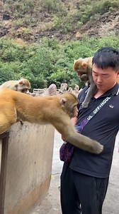 Nostalgic for the first experience, it smelled awful. #memes #Monkeymemes #animal #wildlifephotography #love #monkeysofinstagram #monkeys #travel #art #animals | Pohor Dvrma
