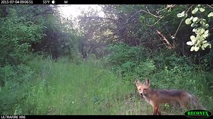 A Red Fox pauses and sniffs in a meadow off Woodchuck Creek. Foxes are one of the carnivorous nocturnal predators that have an adaptation to their eyes that magnifies available light. The tapetum lucidum (latin for "bright tapestry") is a layer of eye tissue behind the retina that reflects light back through the eye. This effectively doubles the intensity of nighttime images.The tapetum lucidum also accounts for the "eyeshine" of vertebrates photographed using a flash and IR night vision, or spo