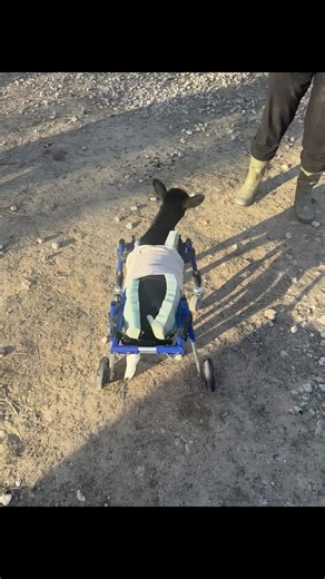 Support Clear Creek Adventure Ranch in Sanger, Texas