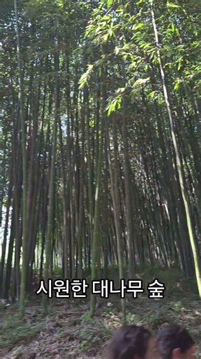 시원한 대나무숲 죽녹원 #담양 #죽녹원