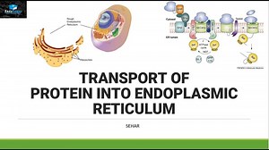 Transport of Protein In Endoplasmic Reticulum – Lifeboat News: The Blog