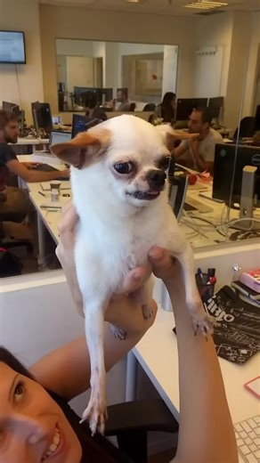 Naturally mean ass dogs 😂😂😂