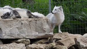 30K views · 3.9K reactions | The arctic fox have just about shed all of their winter fur. Of all the different species at the zoo it takes them the longest to shed out last years fur but they are the fastest to regrow it as winter approaches. They also have the warmest fur of any animal on earth. | Shalom Wildlife Sanctuary | Facebook