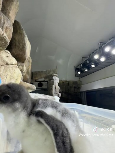 Visita el pingüino Gentoo en Guadalajara